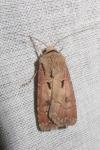Agrotis exclamationis