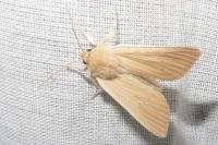 Mythimna pallens