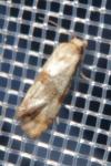 Cochylidia implicitana
