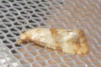 Cochylidia implicitana