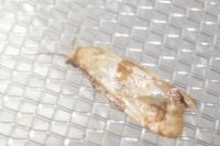 Cochylidia implicitana