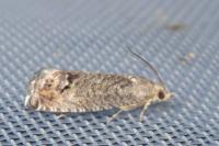 Cydia splendana