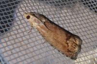 Cydia splendana