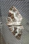 Epirrhoe alternata