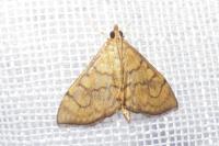 Anania verbascalis