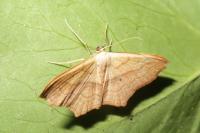 Scopula imitaria