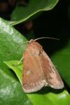Xestia xanthographa