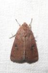 Xestia xanthographa