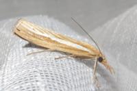 Agriphila tristella