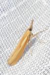 Agriphila tristella