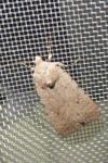 Caradrina clavipalpis