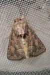 Thalpophila matura