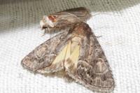 Thalpophila matura
