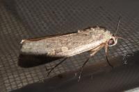 Spodoptera exigua