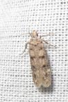 Bryotropha domestica