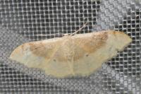 Idaea degeneraria