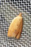 Clepsis consimilana