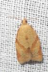 Clepsis consimilana