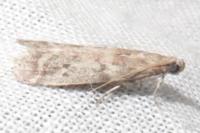 Ephestia elutella/woodiella