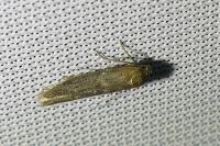 Blastobasis