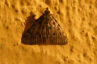Aglossa pinguinalis