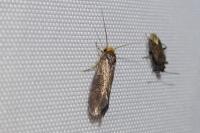 Cephimallota crassiflavella
