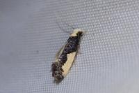 Monopis monachella