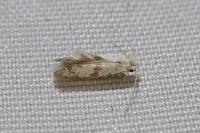 Scythropia crataegella