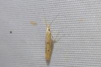 Coleophora salicorniae