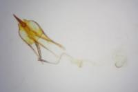 Coleophora salicorniae
