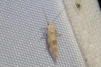 Mompha epilobiella