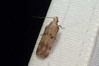 Pexicopia malvella