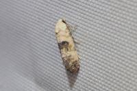 Cochylis
