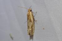 Eucosma cana
