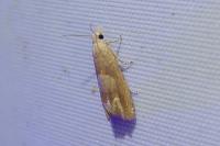Eucosma conterminana