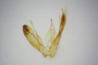 Emmelina monodactyla