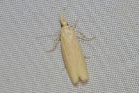 Ematheudes punctella