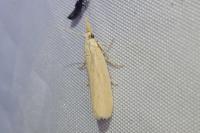 Ematheudes punctella