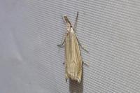 Metacrambus carectellus