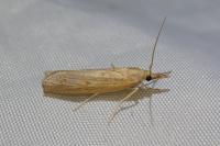 Pediasia contaminella