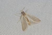 Acentria ephemerella