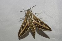 Hyles livornica