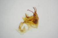 Cilix glaucata