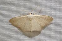 Scopula emutaria