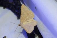 Isturgia murinaria