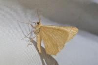 Isturgia murinaria