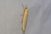 Manulea complana