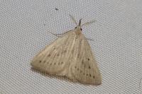Macrochilo cribrumalis
