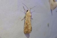Spodoptera exigua