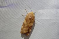 Noctua fimbriata